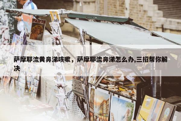 萨摩耶流黄鼻涕咳嗽，萨摩耶流鼻涕怎么办,三招帮你解决