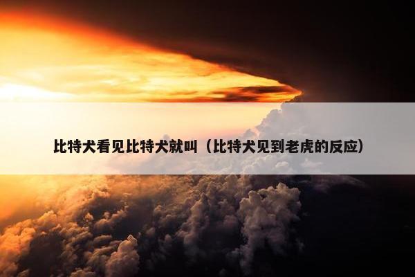 比特犬看见比特犬就叫（比特犬见到老虎的反应）