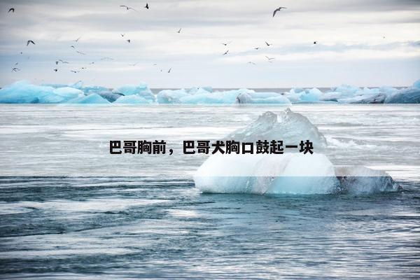 巴哥胸前，巴哥犬胸口鼓起一块
