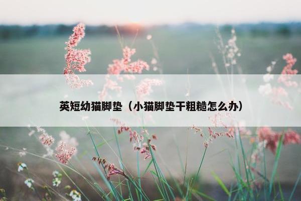 英短幼猫脚垫（小猫脚垫干粗糙怎么办）