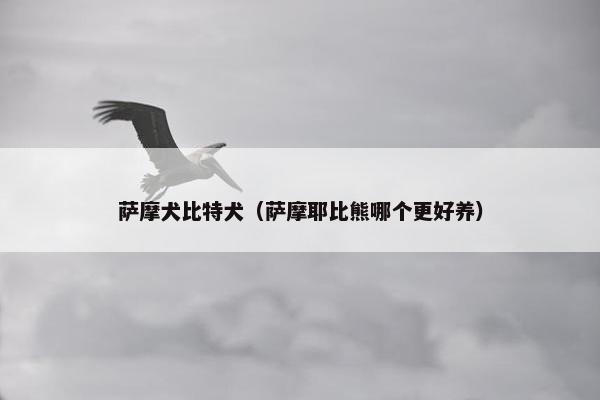 萨摩犬比特犬（萨摩耶比熊哪个更好养）