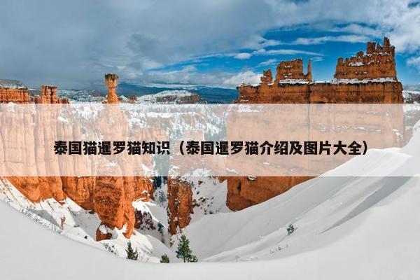 泰国猫暹罗猫知识（泰国暹罗猫介绍及图片大全）