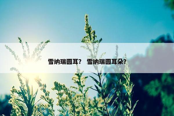 雪纳瑞圆耳？ 雪纳瑞圆耳朵？