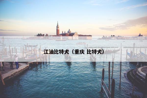 江油比特犬（重庆 比特犬）