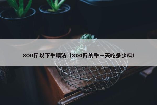 800斤以下牛喂法（800斤的牛一天吃多少料）