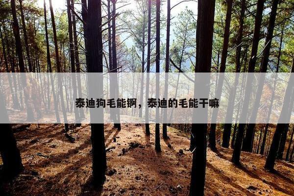 泰迪狗毛能锕，泰迪的毛能干嘛