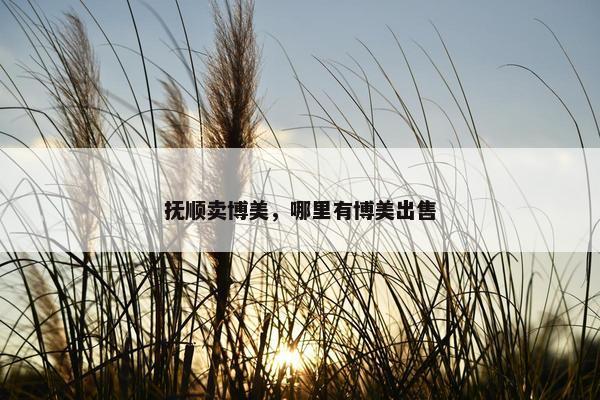 抚顺卖博美，哪里有博美出售