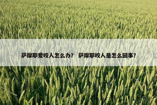 萨摩耶爱咬人怎么办？ 萨摩耶咬人是怎么回事？