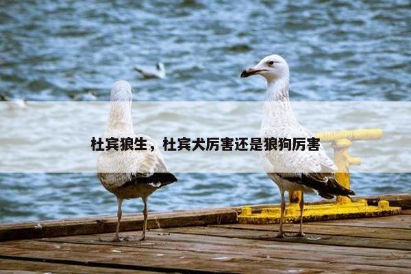 杜宾狼生，杜宾犬厉害还是狼狗厉害