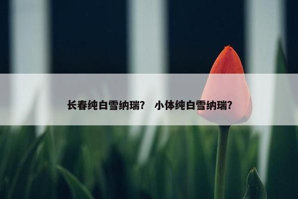 长春纯白雪纳瑞？ 小体纯白雪纳瑞？