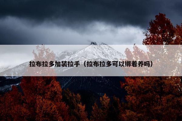 拉布拉多加装拉手（拉布拉多可以绑着养吗）