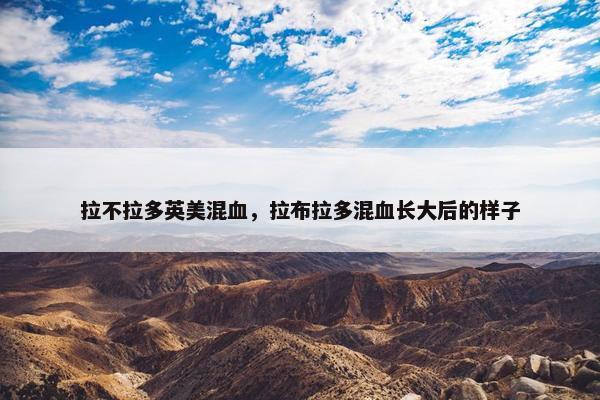拉不拉多英美混血，拉布拉多混血长大后的样子