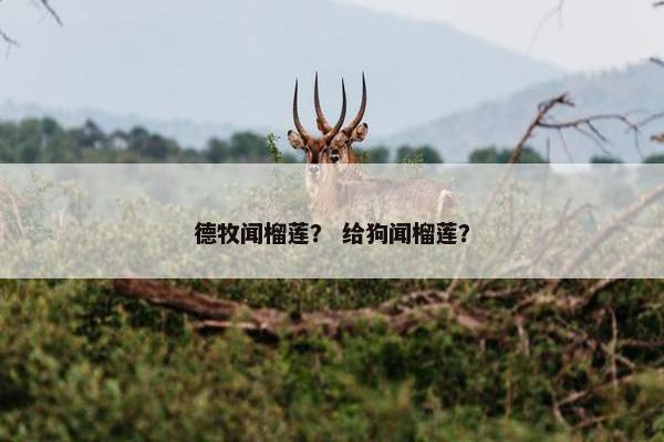 德牧闻榴莲？ 给狗闻榴莲？