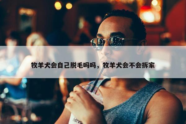 牧羊犬会自己脱毛吗吗，牧羊犬会不会拆家