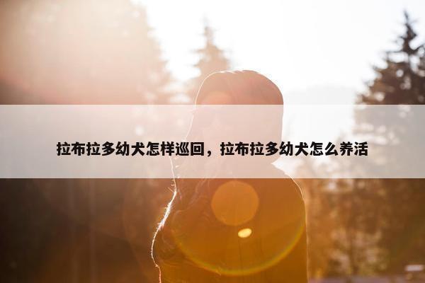 拉布拉多幼犬怎样巡回，拉布拉多幼犬怎么养活