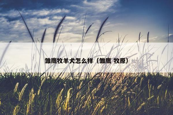 雏鹰牧羊犬怎么样（雏鹰 牧原）
