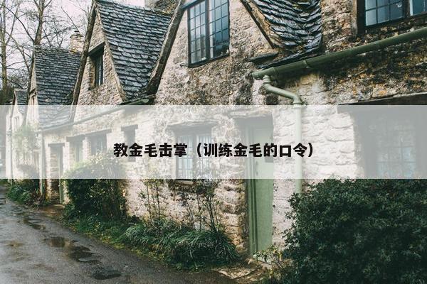 教金毛击掌（训练金毛的口令）