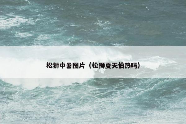 松狮中暑图片（松狮夏天怕热吗）