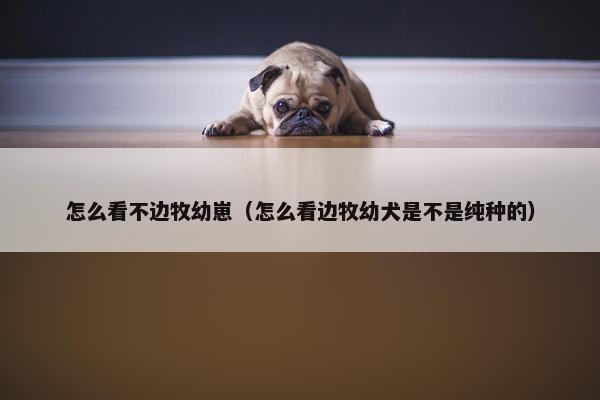 怎么看不边牧幼崽（怎么看边牧幼犬是不是纯种的）