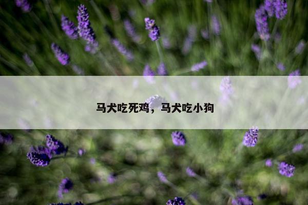 马犬吃死鸡，马犬吃小狗