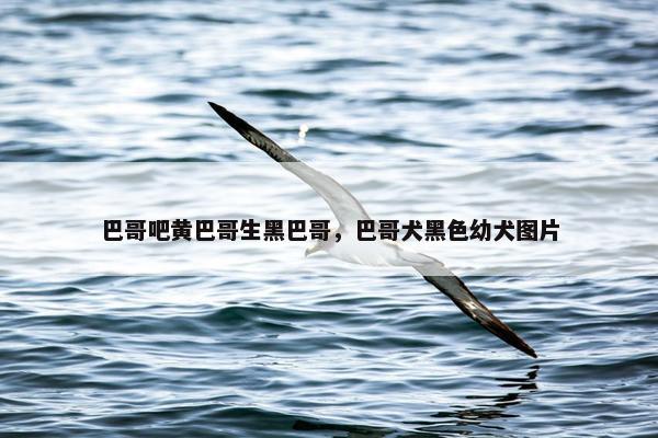 巴哥吧黄巴哥生黑巴哥，巴哥犬黑色幼犬图片