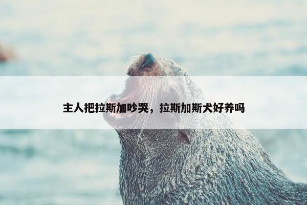 主人把拉斯加吵哭，拉斯加斯犬好养吗