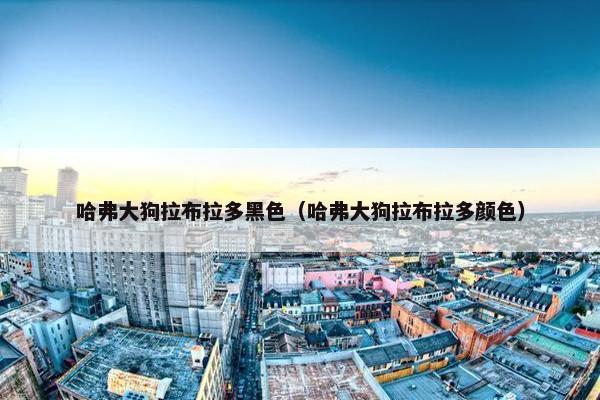 哈弗大狗拉布拉多黑色（哈弗大狗拉布拉多颜色）