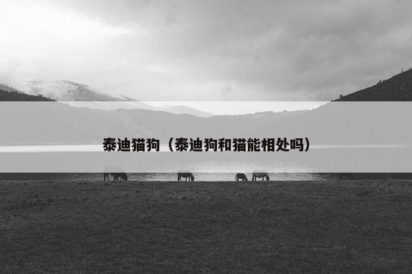 泰迪猫狗（泰迪狗和猫能相处吗）