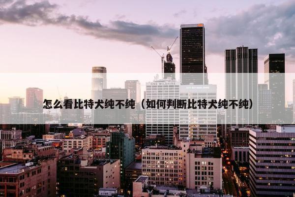 怎么看比特犬纯不纯（如何判断比特犬纯不纯）
