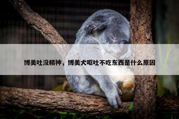 博美吐没精神，博美犬呕吐不吃东西是什么原因