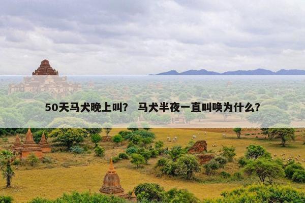 50天马犬晚上叫？ 马犬半夜一直叫唤为什么？
