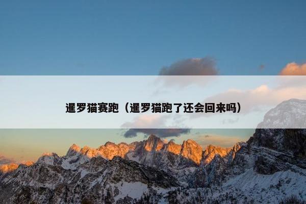 暹罗猫赛跑（暹罗猫跑了还会回来吗）