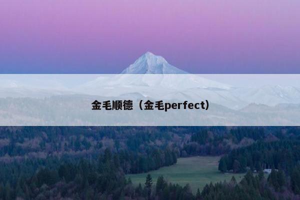 金毛顺德（金毛perfect）