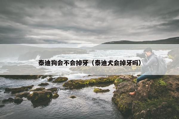 泰迪狗会不会掉牙（泰迪犬会掉牙吗）