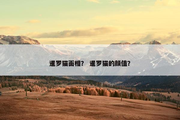 暹罗猫面相？ 暹罗猫的颜值？