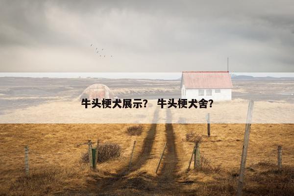 牛头梗犬展示？ 牛头梗犬舍？