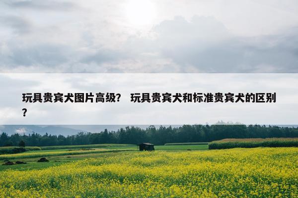 玩具贵宾犬图片高级？ 玩具贵宾犬和标准贵宾犬的区别？
