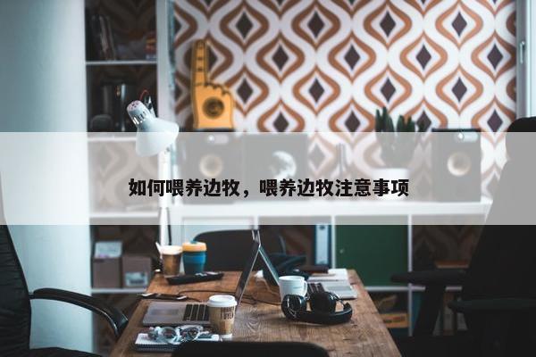 如何喂养边牧，喂养边牧注意事项