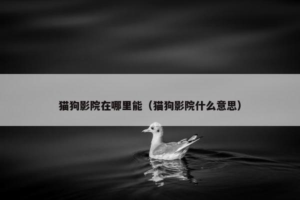 猫狗影院在哪里能（猫狗影院什么意思）
