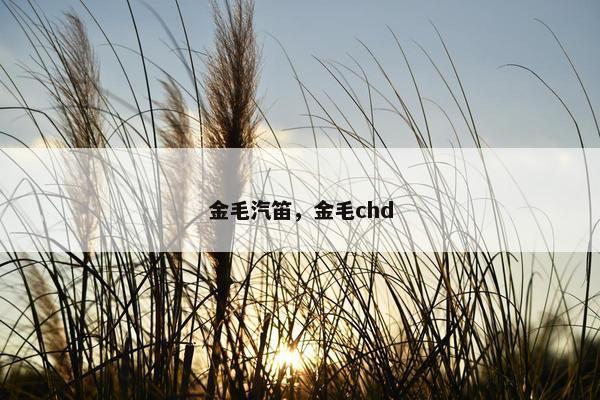金毛汽笛，金毛chd