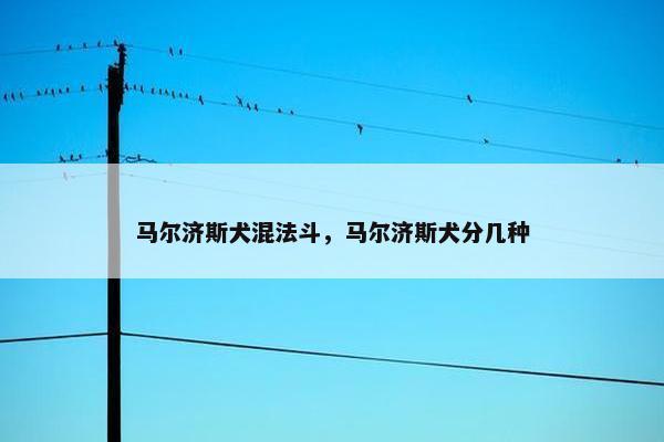 马尔济斯犬混法斗，马尔济斯犬分几种