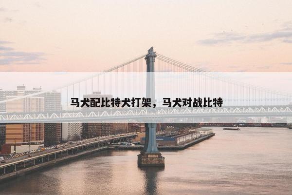 马犬配比特犬打架，马犬对战比特