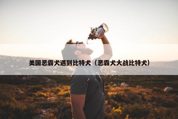 美国恶霸犬遇到比特犬（恶霸犬大战比特犬）