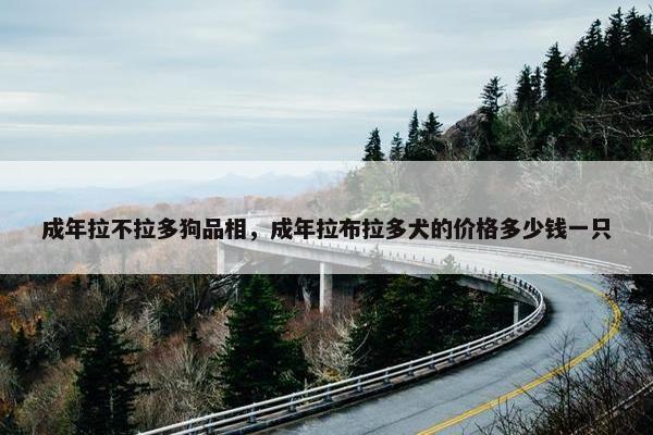 成年拉不拉多狗品相，成年拉布拉多犬的价格多少钱一只