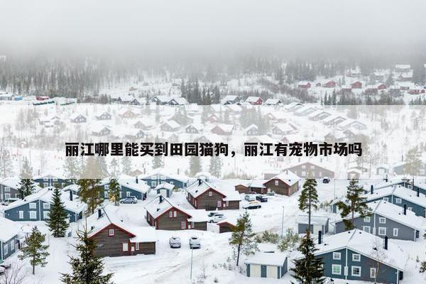 丽江哪里能买到田园猫狗，丽江有宠物市场吗