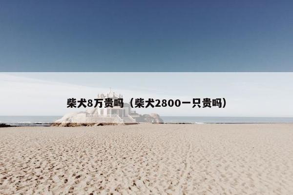 柴犬8万贵吗（柴犬2800一只贵吗）