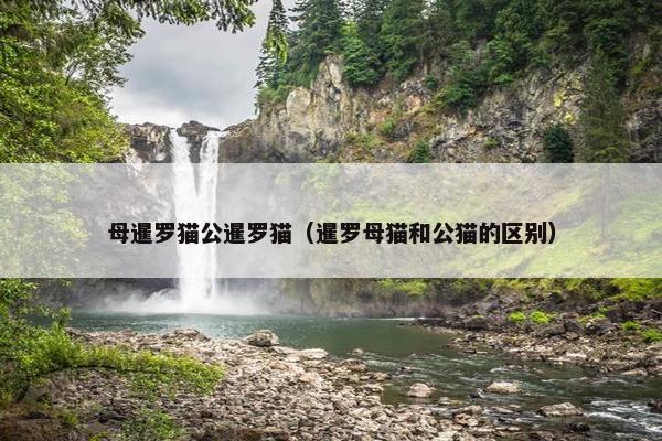 母暹罗猫公暹罗猫（暹罗母猫和公猫的区别）