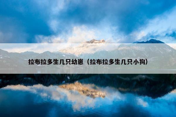 拉布拉多生几只幼崽（拉布拉多生几只小狗）