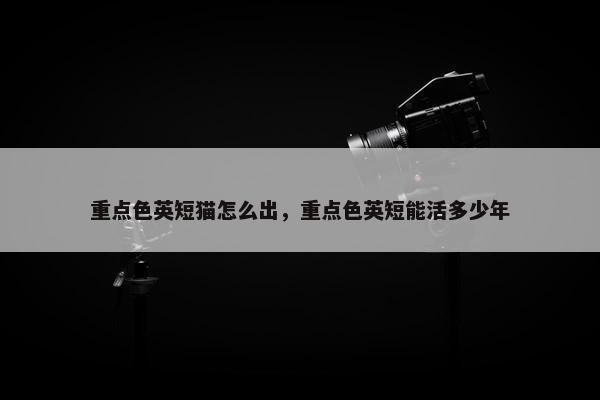 重点色英短猫怎么出，重点色英短能活多少年