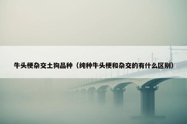 牛头梗杂交土狗品种（纯种牛头梗和杂交的有什么区别）